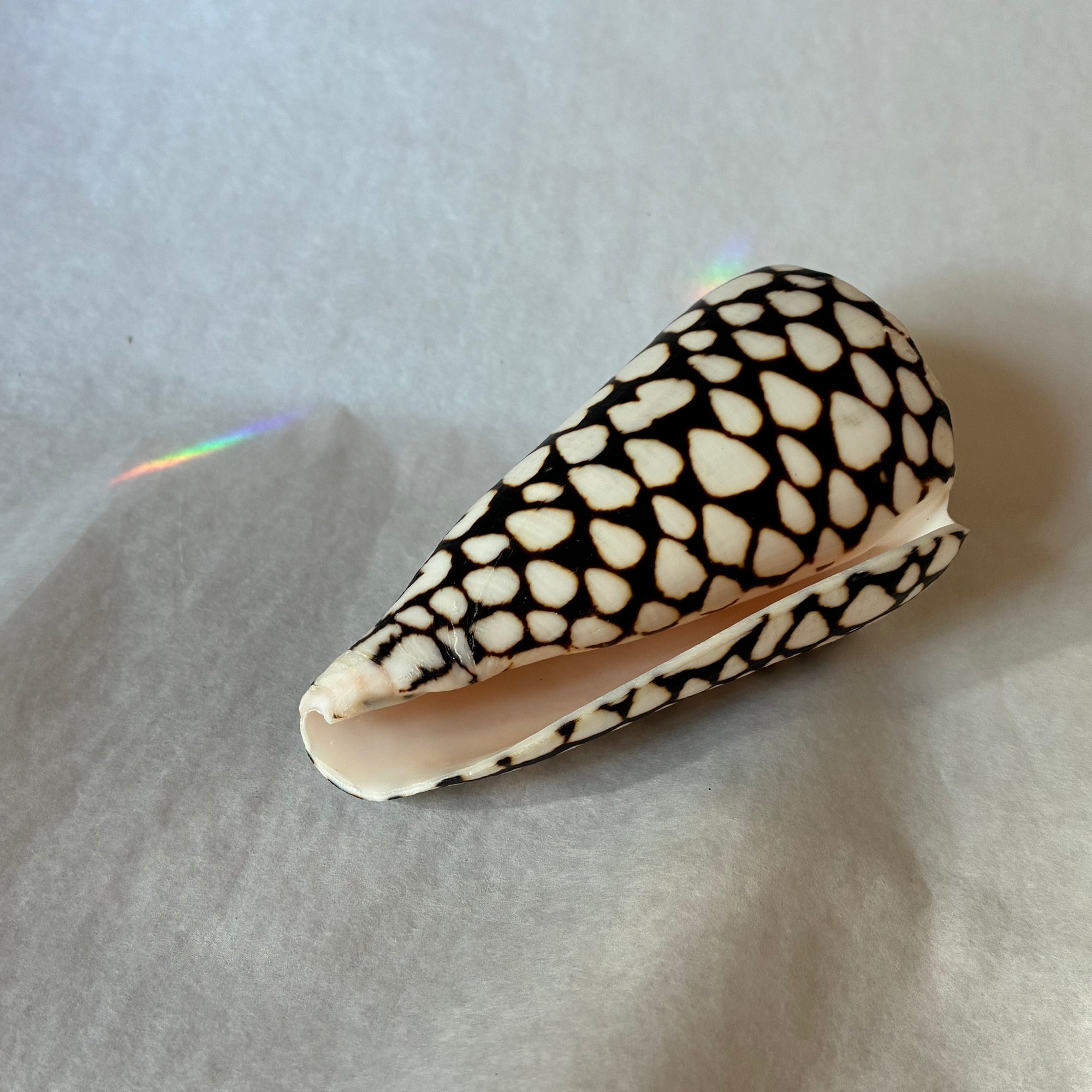 Conus shell - leopardus