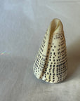 Conus shell - marmoreus