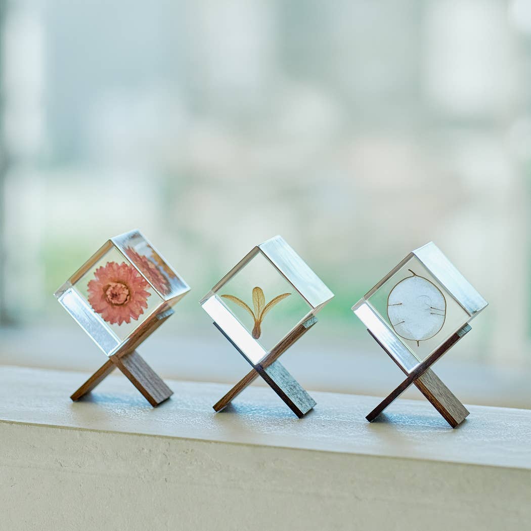 Strawflower Cube