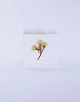 Immortelle Cube