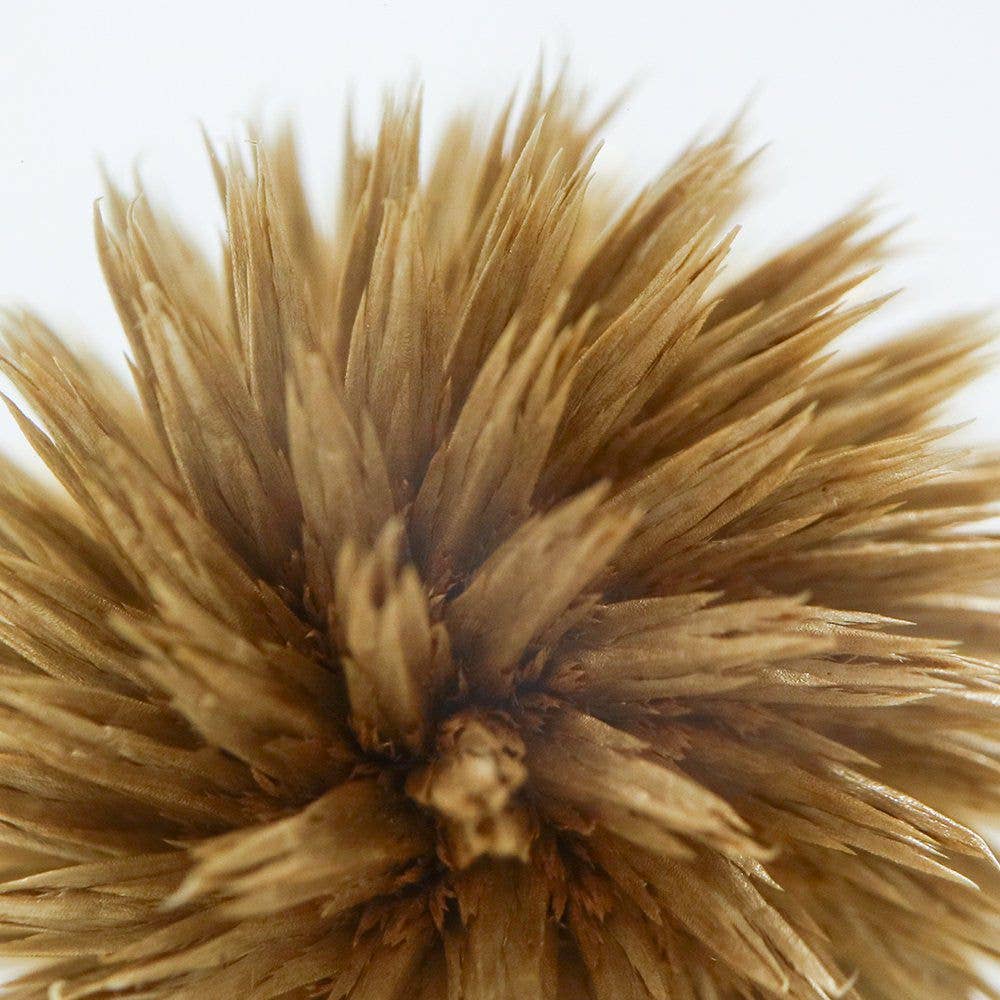 Globe Thistle Cube