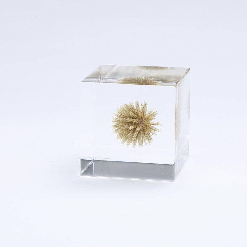 Globe Thistle Cube