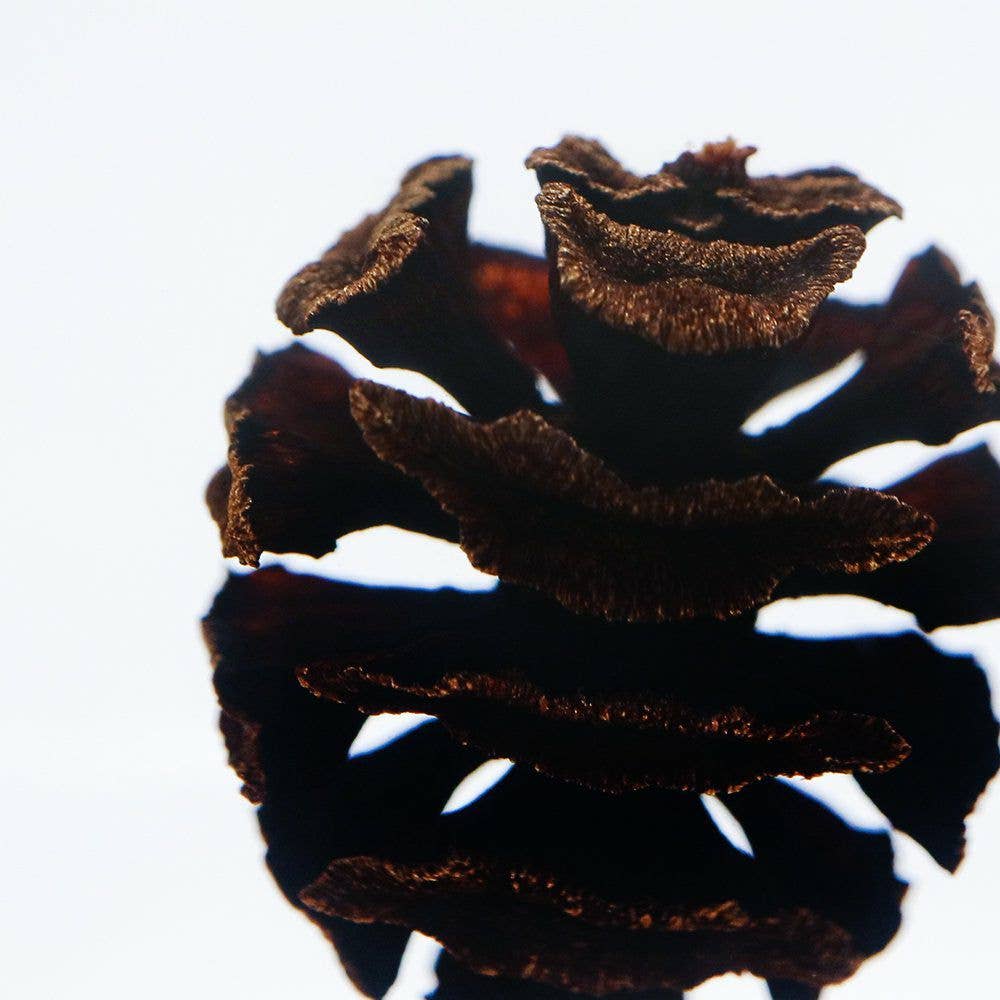 Dawn redwood - Botanical Decor Gift