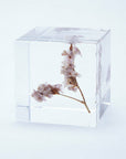 Sea Lavender Cube