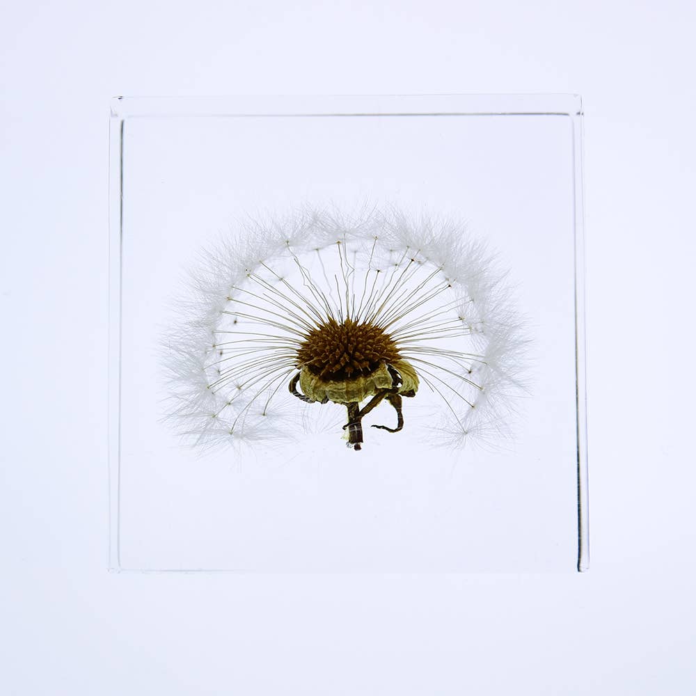 Sola Tile Dandelion - Botanical Decor Gift