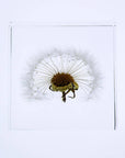 Sola Tile Dandelion - Botanical Decor Gift