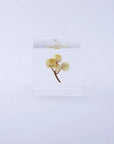 Immortelle Cube