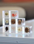 Globe Thistle Cube