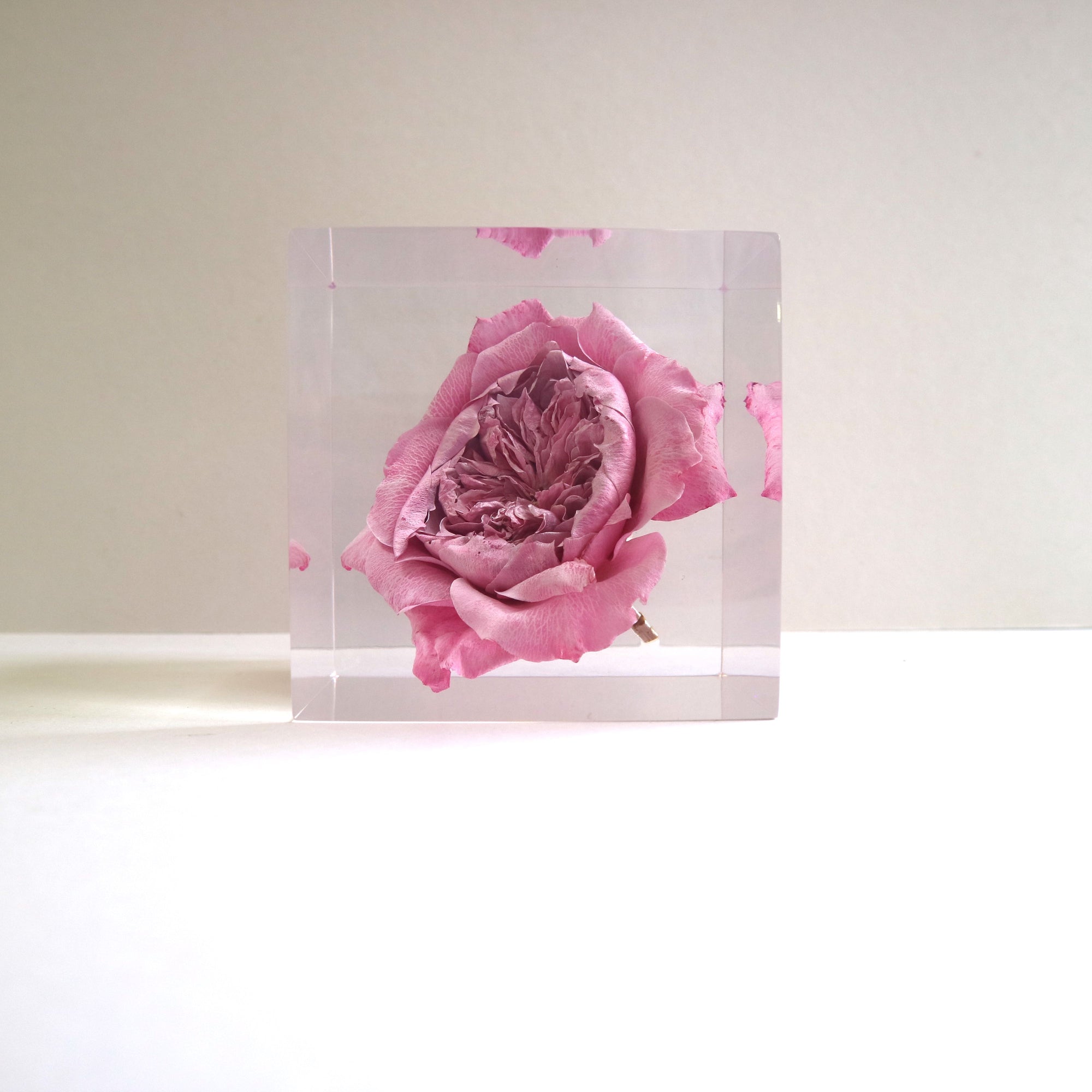 ROSE Miyabi Cube