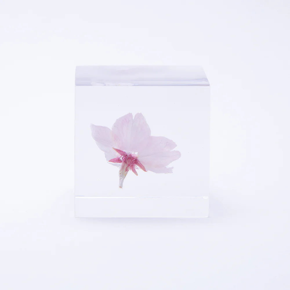 Sakura Cube