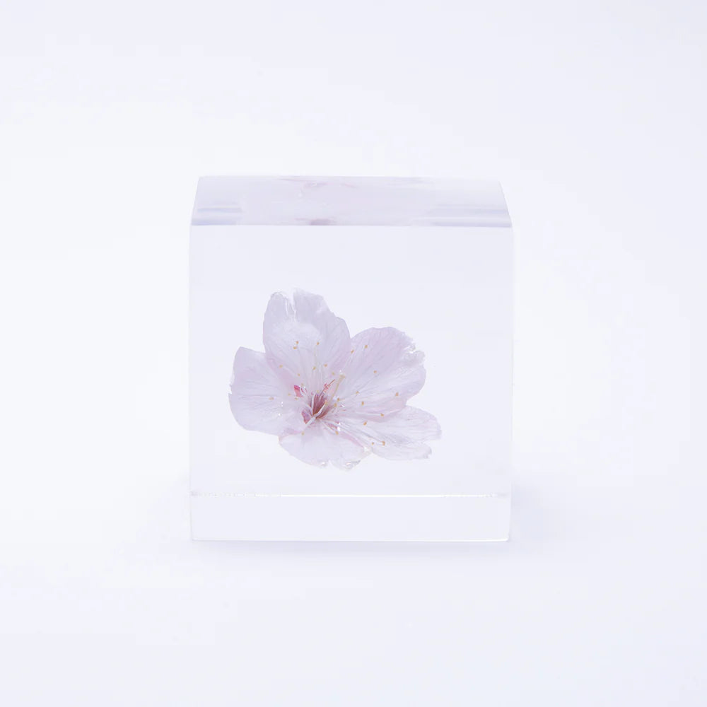 Sakura Cube
