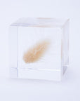 Bunny Tail Grass Cube
