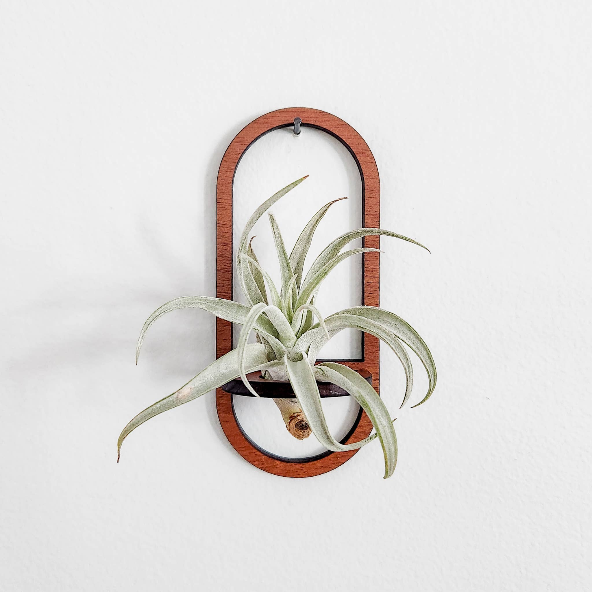 Air Plant Holder Wall Hanging - Wooden Oval
