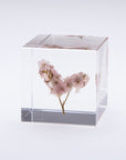 Sea Lavender Cube